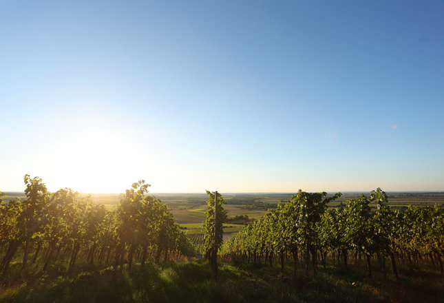  Ein sonniger Weinberg mit vielen grünen Reben und einem weiten Blick auf Felder und den Himmel.